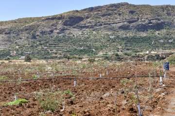 Plantación de 4.400 almendreros, nogales, higueras y olivos en Valsequillo (Foto TA)